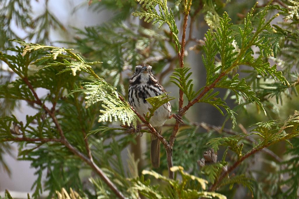 Sparow, Song, 2025-04046237 Tower Hill Botanic Garden, MA.JPG - Song Sparrow. New England Botanic Garden at Tower Hill, MA, 4-4-2025
